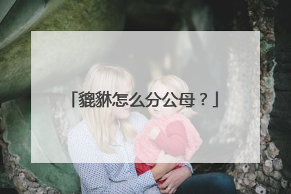 貔貅怎么分公母？