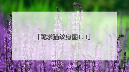 跪求猫纹身图!!!