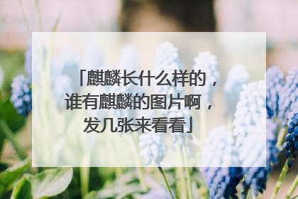 麒麟长什么样的，谁有麒麟的图片啊，发几张来看看